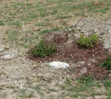 Aménagement de la butte au Sud Est :  3 azalées et quelques pierres et de l'écorce pour paillage, il nous faut acidifier la terre.