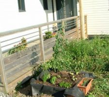 Petit potager