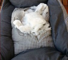 Coussin du chien !!!
