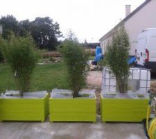 Bambou en jardiniere