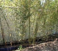 Haie de bambou protégé par un grillage pendant la constuction