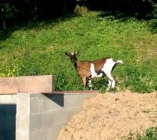 La chèvre du voisin ! Ne me génait pas jusqu'à ce qu'elle broute un sureau tout juste planté...