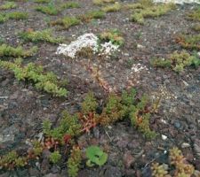 Les s&eacute;dums en fleur