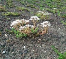 Les s&eacute;dums en fleur