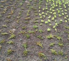 Les s&eacute;dums qui d'&eacute;clatent !