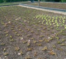 Les s&eacute;dums qui d'&eacute;clatent !