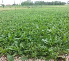 Gazon envahi par les mauvaise herbes.