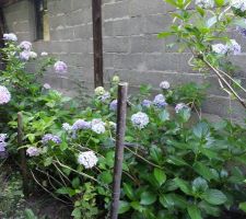 Les hortensias encore