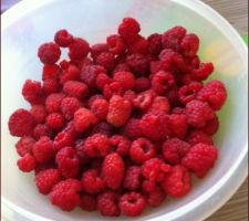 La récolte du jour des framboises