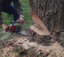 Preparation de l'arbre