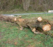 Reste la grume au sol