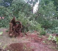Arbres couchés les uns sur les autres. y'a plus qu'à couper...