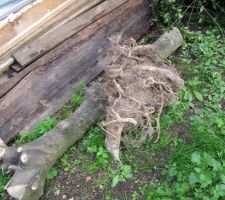 Le houx en kit : tronc et racines