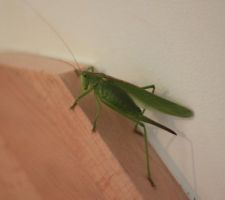 Une bête géante dans la maison !