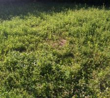 Jardin plein de mauvaises herbe