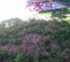 Jardin plein de mauvaises herbe