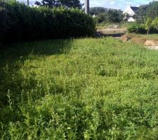 Jardin plein de mauvaises herbe