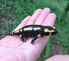 Une curieuse qui a échappé aux chenilles de la minipelle !