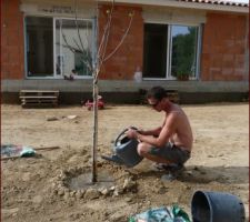 Après le terrassement, plantation de mes trois arbres que j'ai eu en cadeau il y a plus d'un mois....ils ont souvert un peu (perte de toutes les feuilles à cause de la chaleur, malgré un arrosage intense)) - aujourd'hui, 10 jours après, ils ont à nouveau des feuilles :-)