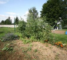 Et les tomates ? Ça pousse :-)