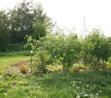 Et les tomates ? Ça pousse toujours :-)