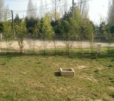 Plantation d'une haie de bambou (24m) début 2014 et cet été déjà des pousses,petit à petit la haie sera bien touffue pour cacher la rue.