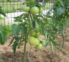 Tomates