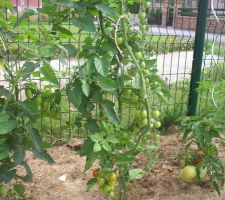 Tomates