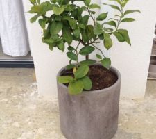 Citronnier devant la chambre d'amis
un citrons verts et un jaune (cadeau de crémaillère)