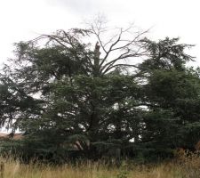 Cèdre bleu avec encore des branches mortes