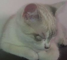 Joy, notre nouvelle habitante