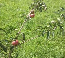 Pommier avec ses pommes