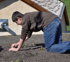 Plantation de 2000 micro mottes de sedums en 3h sur 100m2 de toiture.