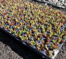 Plantation de 2000 micro mottes de sedums en 3h sur 100m2 de toiture.