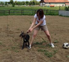 Le chien s'y met pour aider ma femme