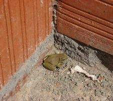 Les grenouilles!