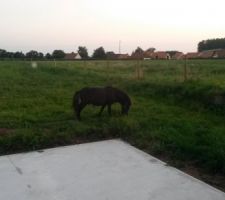 Poney du voisin qui tond notre terrain
