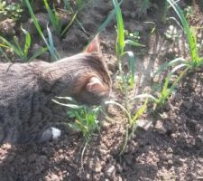 Notre chat, qui semble aimer les plants de poireaux