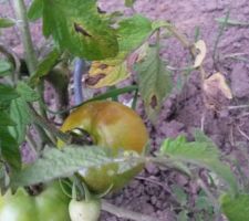 Nos tomates qui commencent a rougir