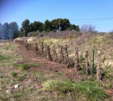 Enlèvement des 120 cyprès pour démarrer le terrassement