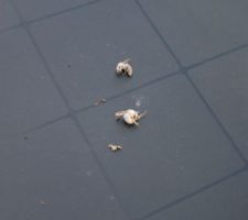 SweetyCookie 1 - Frelons 0