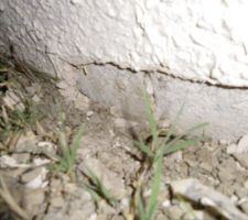 Cr&eacute;pis d&eacute;coll&eacute; 1