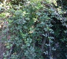 Terrain avant la construction