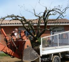 Un bel olivier pour le jardin :-) c'est tout une action!!