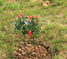 Rosier sur tige que j'ai planté