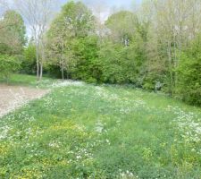 Au fond un grand cerisier, vivement le printemps prochain!
il faut que l'on demande aux voisins d élaguer un peu leurs arbres afin d'éclaircir le terrain.