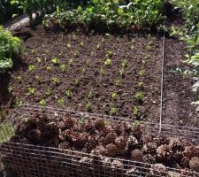 Potager 2014 : plants de salade d'hiver repiqués aujourd'hui.