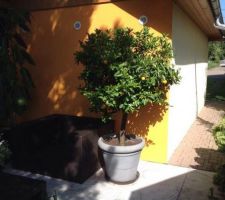 Un kumquat à l'abri derrière le garage