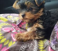 Un nouvel arrivé dans la famille :-)