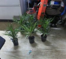 D autre palmier que je vais planter de chaque c&ocirc;t&eacute; de mon all&eacute;e !